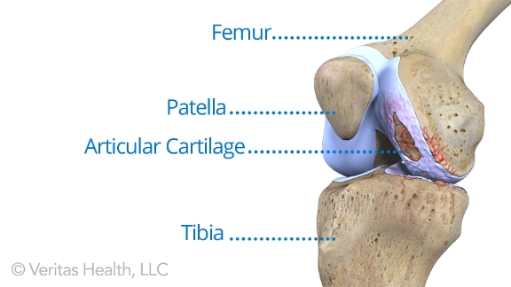 Does Cartilage Regenerate