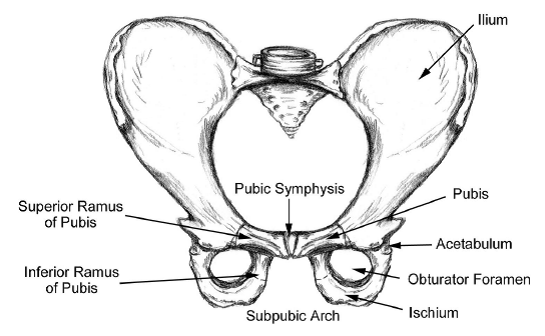 pubic symphysis