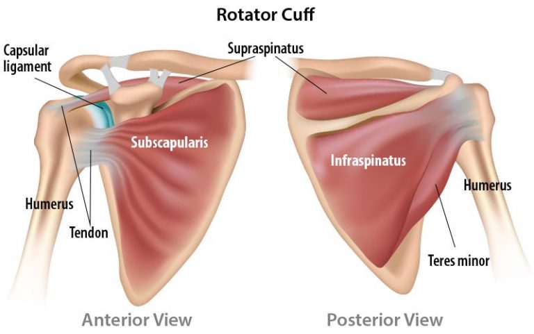 Rotator Cuff Tendon Injury | Physiotherapy Manly